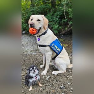 Proceeds towards Service pup gear